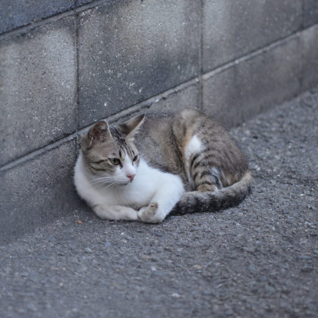 恵美須町の野良猫