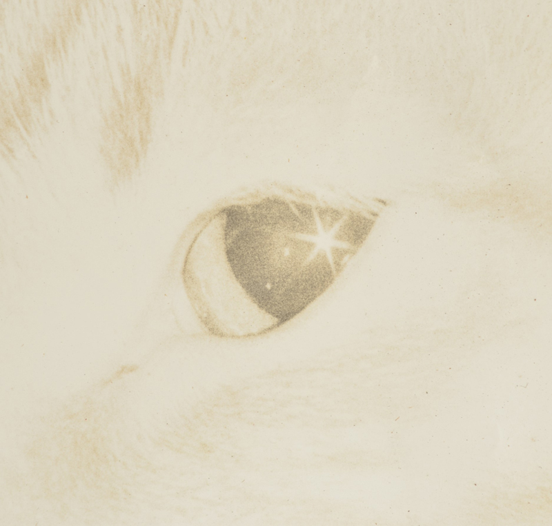 骨董品出張買取 猫の古写真 瞳のアップ