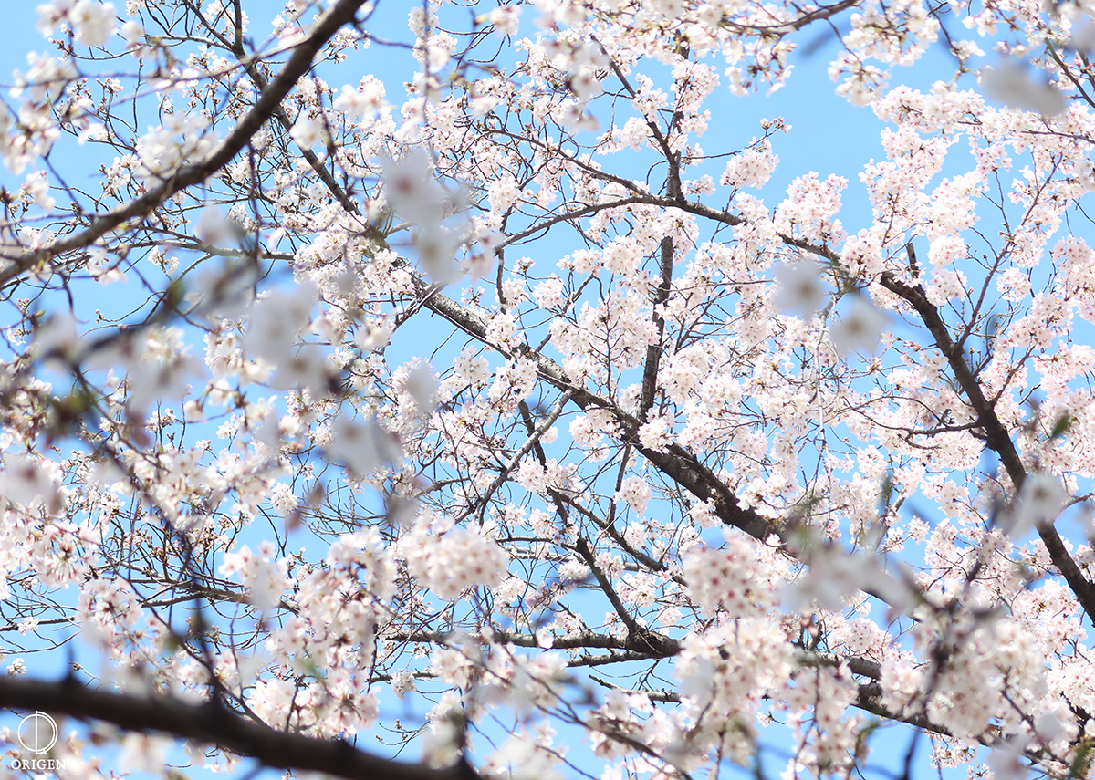 ORIGEN 桜景色